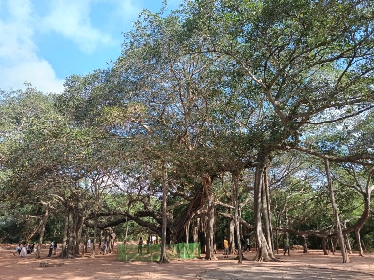 Grande banyan secolare ad Auroville, India, con numerosi tronchi, radici aeree e rami intrecciati
