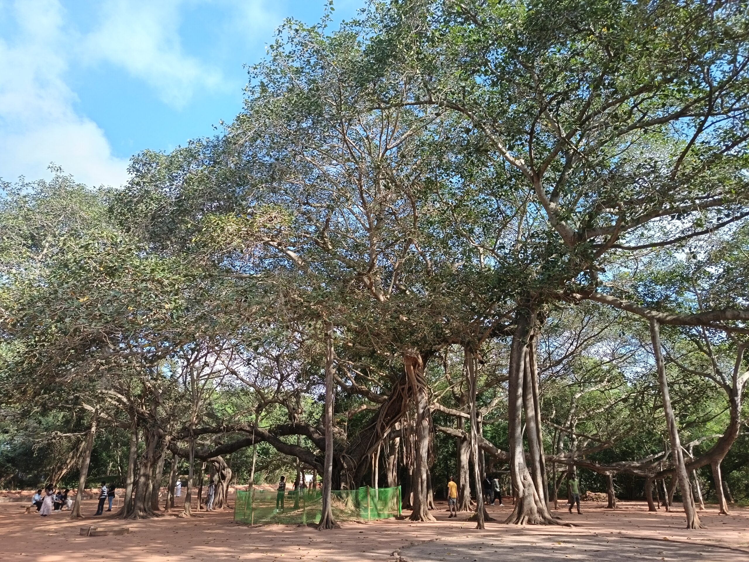 Grande banyan secolare ad Auroville, India, con numerosi tronchi, radici aeree e rami intrecciati